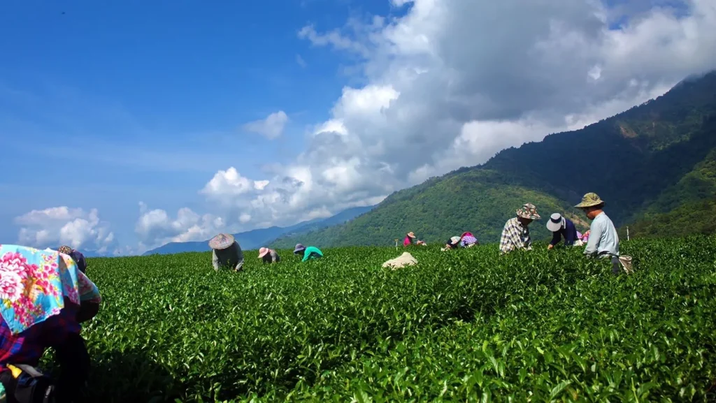 Fujian Mingtang Tea