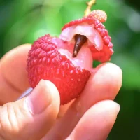 Putian Lychee Steps onto the World Stage