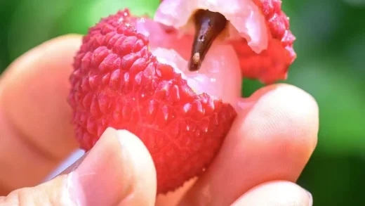 Putian Lychee Steps onto the World Stage