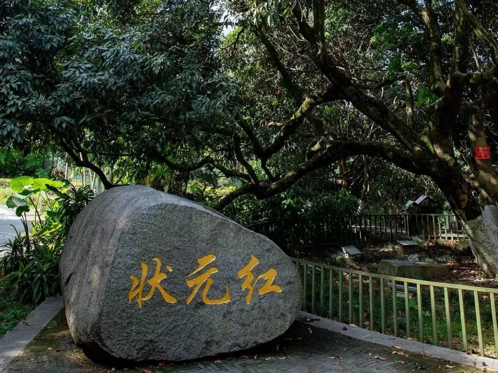 Zhuang Yuan Hong Lychee