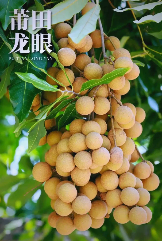 Putian Longan