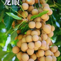 Longan - One of the four famous fruits in Putian
