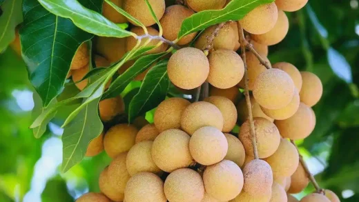 Longan - One of the four famous fruits in Putian