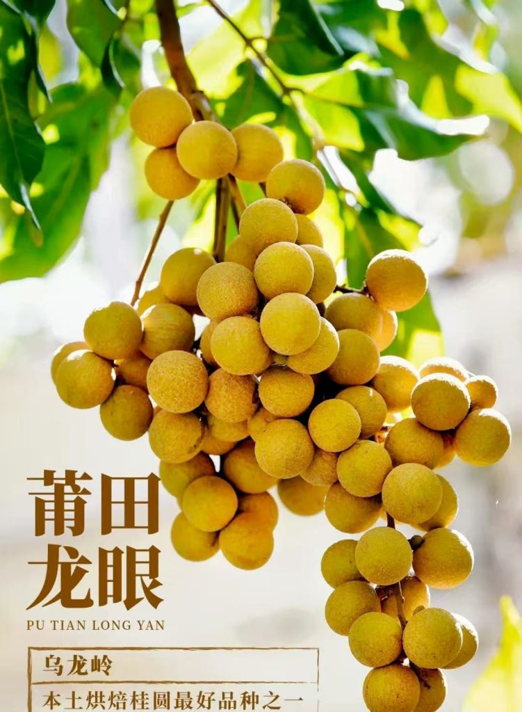 Putian Longan - 'Wulongling'