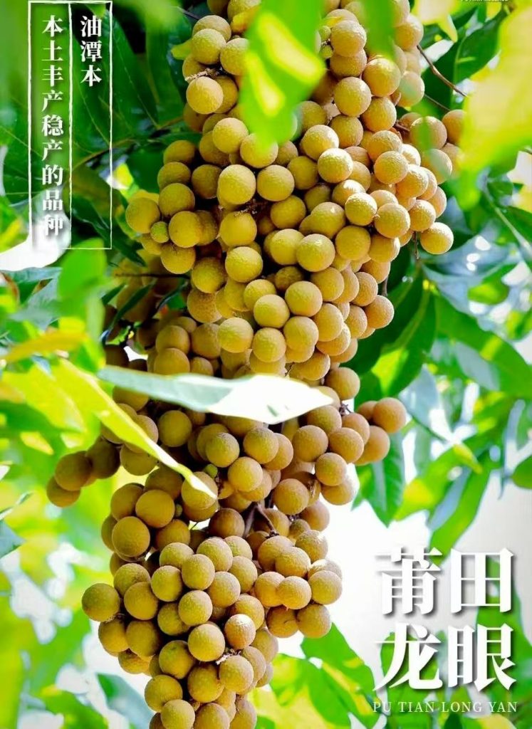 Putian Longan - 'Youtanben'