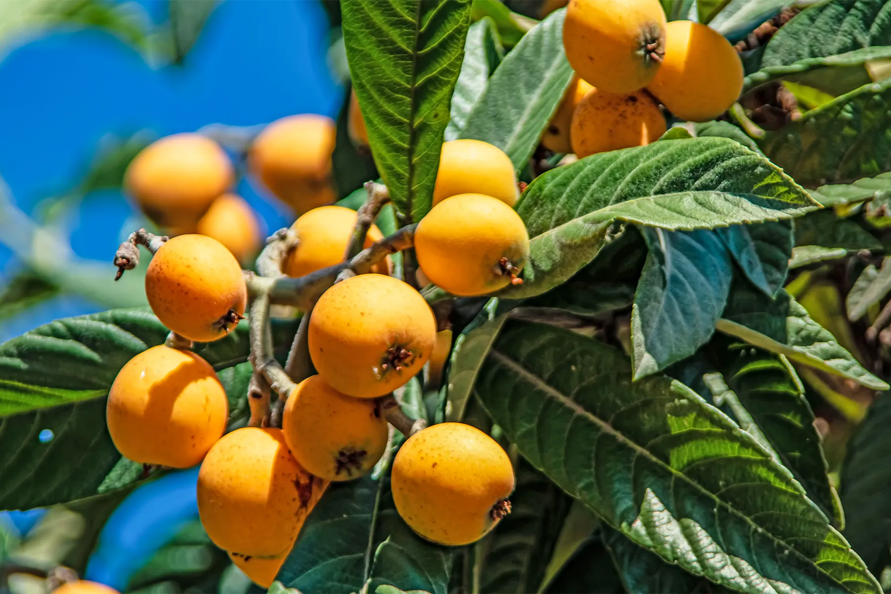 One of the four famous fruits of Putian: Loquat