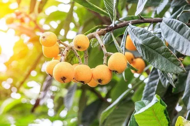 Putian Loquat