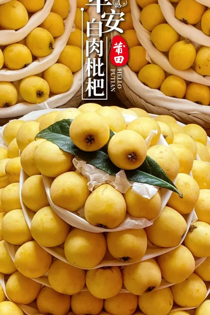 Putian White Loquat