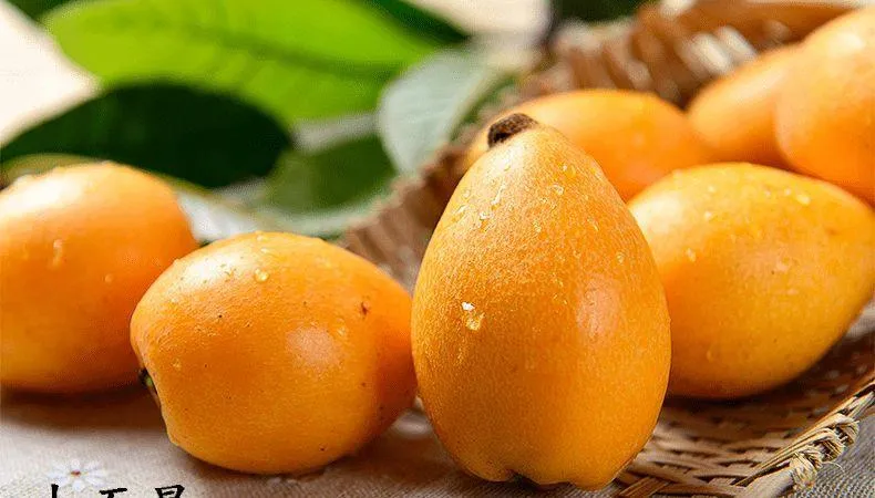 Putian Loquat Early Bell No. 6