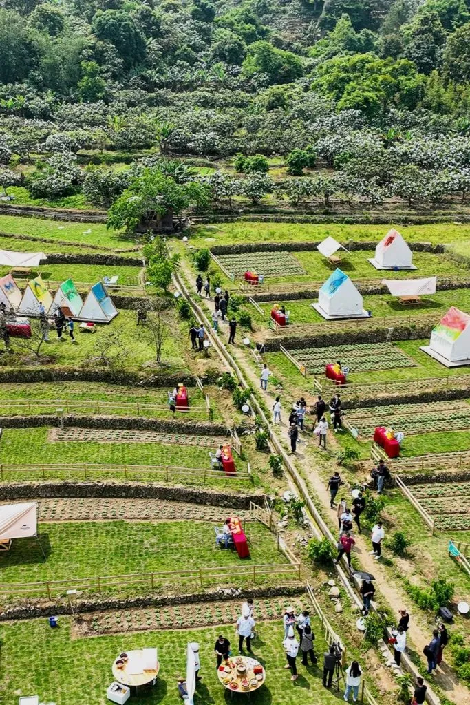 The hometown of loquat in China, Putian