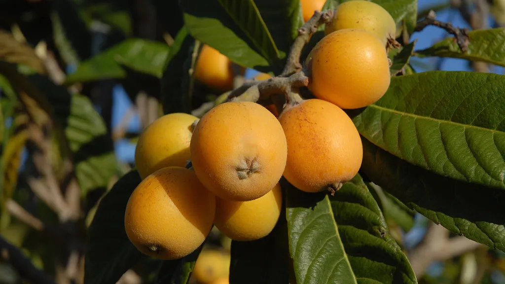 Putian Loquat