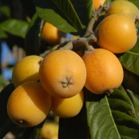 Loquat-One of the four famous fruits of Putian