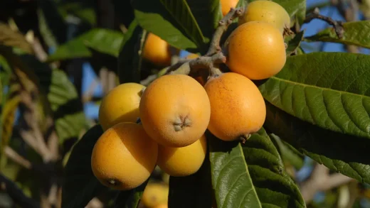 Loquat-One of the four famous fruits of Putian
