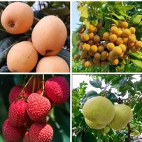 Putian's Four Famous Fruits: Lychee, Longan, Pomelo, and Loquat