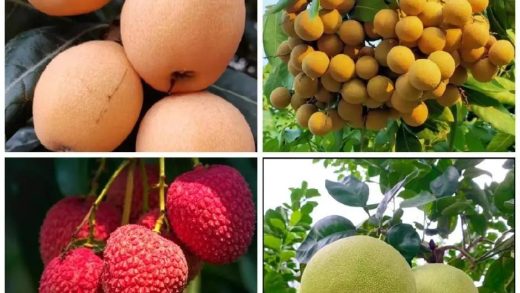 Putian's Four Famous Fruits: Lychee, Longan, Pomelo, and Loquat