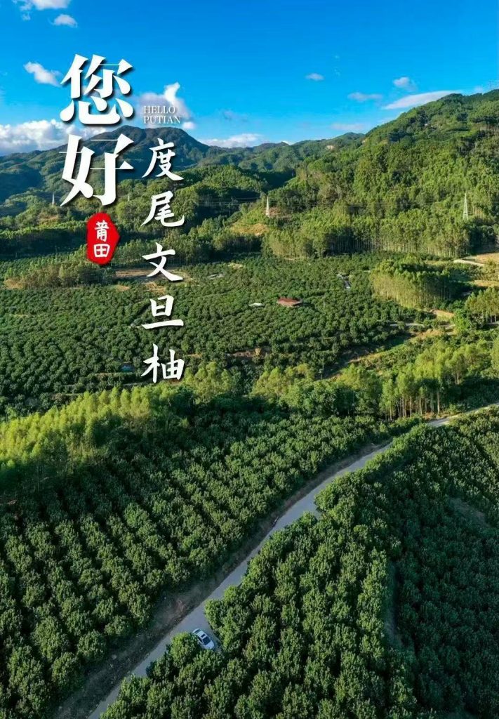 Putian - Duwei Wendan Pomelo