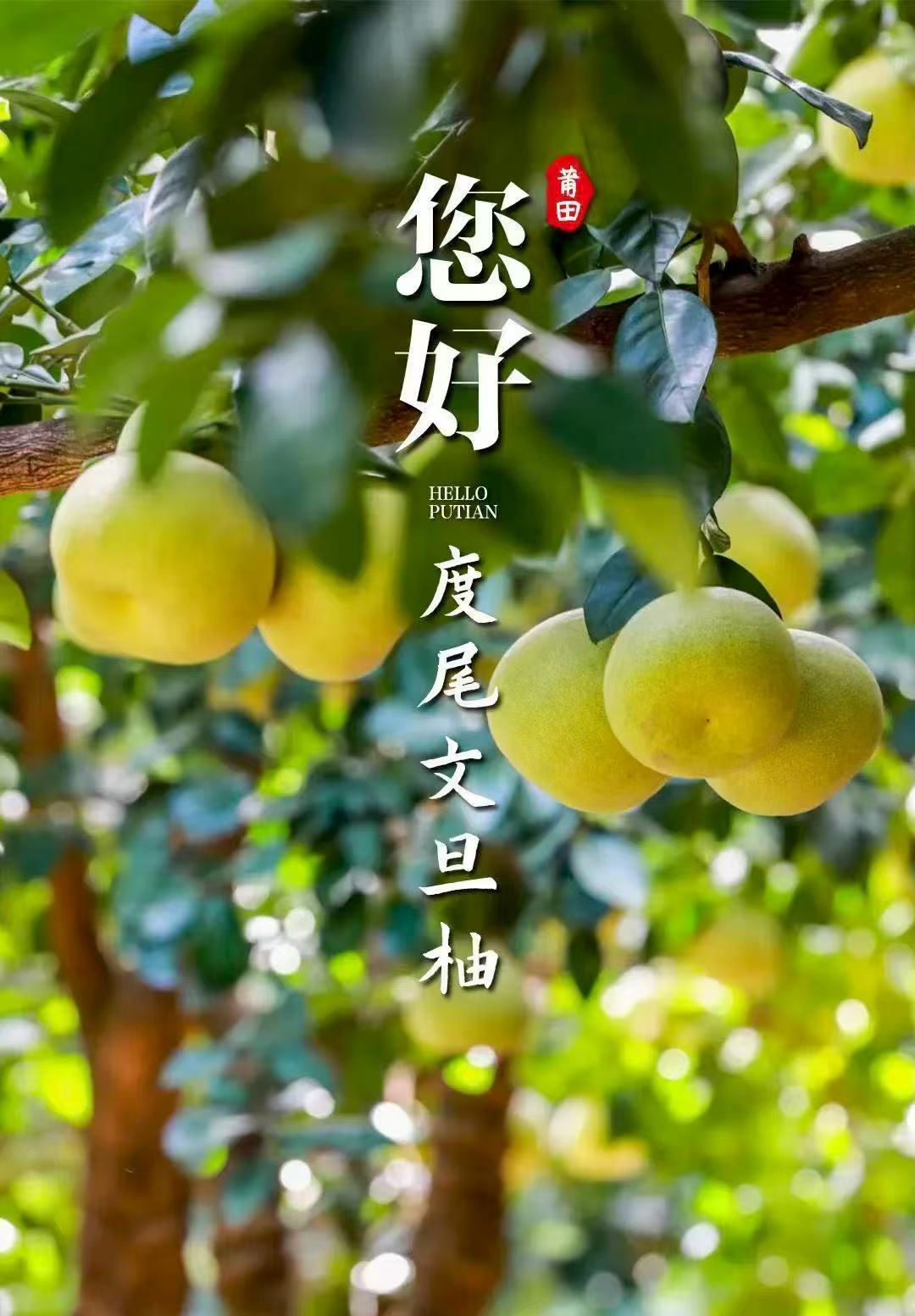 Wendan Pomelo - One of the four famous fruits of Putian
