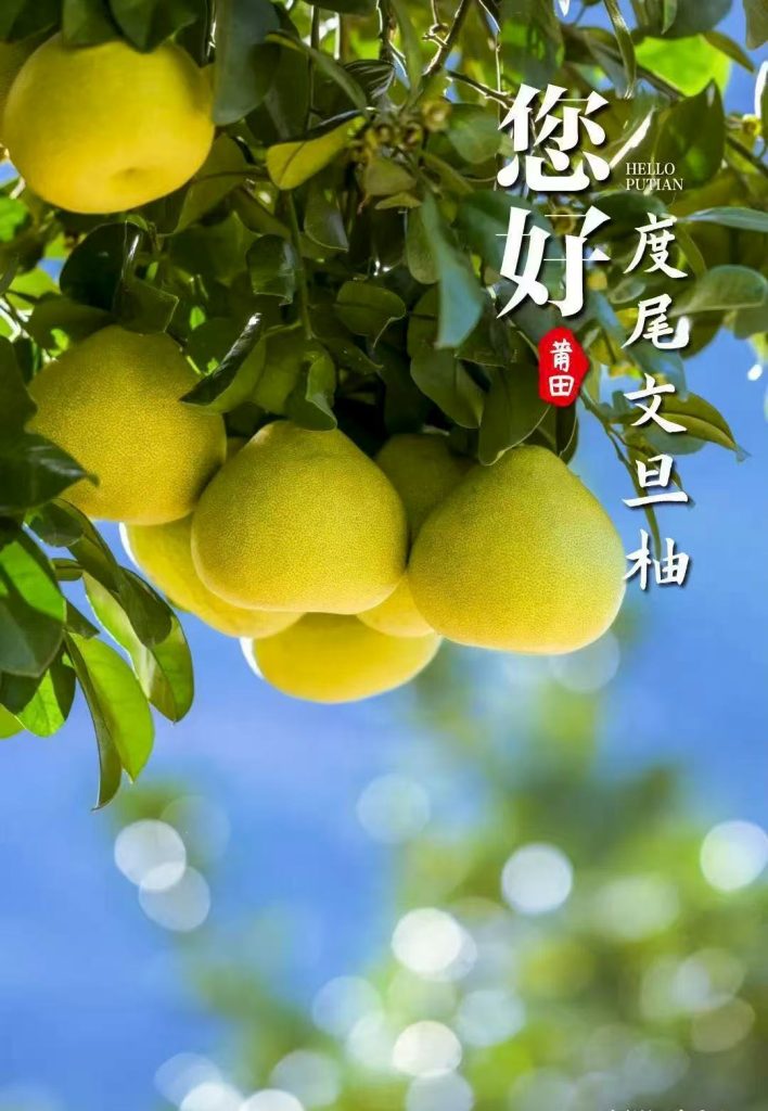 Putian - Duwei Wendan Pomelo