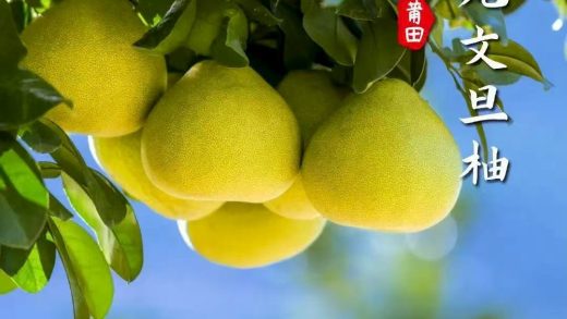 Wendan Pomelo - One of the four famous fruits of Putian
