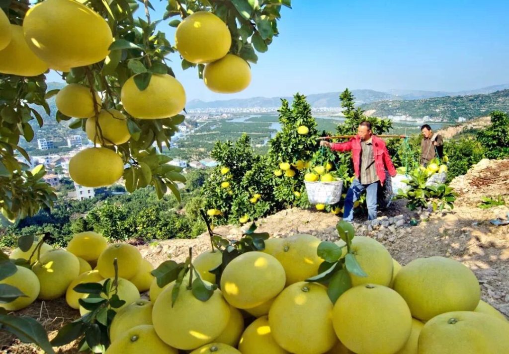 Putian - Duwei Wendan Pomelo Picking